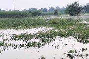 अतिवृष्टीग्रस्त शेतकऱ्यांच्या मदतीसाठी जून ते ऑगस्टच्या नुकसानीपोटी १ हजार ३३९ कोटी रुपये मंजूर