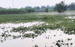 अतिवृष्टीग्रस्त शेतकऱ्यांच्या मदतीसाठी जून ते ऑगस्टच्या नुकसानीपोटी १ हजार ३३९ कोटी रुपये मंजूर