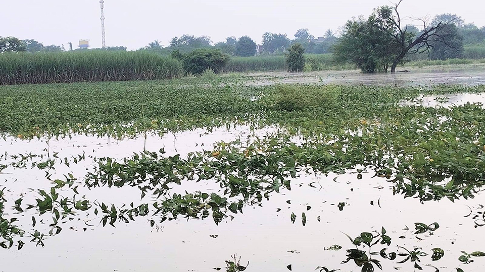 अतिवृष्टीग्रस्त शेतकऱ्यांच्या मदतीसाठी जून ते ऑगस्टच्या नुकसानीपोटी १ हजार ३३९ कोटी रुपये मंजूर