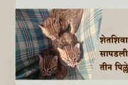 बहेच्या शेतशिवारात सापडली तीन पिल्ले; चर्चा बिबट्याची पण ती निघाली...