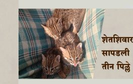 बहेच्या शेतशिवारात सापडली तीन पिल्ले; चर्चा बिबट्याची पण ती निघाली...