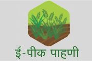 शेतकऱ्यांसाठी महत्त्वाची सूचना! ई-पीक पाहणी २४ जानेवारीपर्यंतच; उशीर करू नका