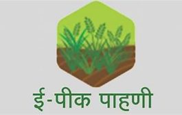 शेतकऱ्यांसाठी महत्त्वाची सूचना! ई-पीक पाहणी २४ जानेवारीपर्यंतच; उशीर करू नका