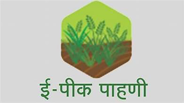 शेतकऱ्यांसाठी महत्त्वाची सूचना! ई-पीक पाहणी २४ जानेवारीपर्यंतच; उशीर करू नका
