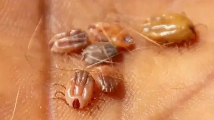 मंकी फिव्हरविरुद्ध महाराष्ट्राला मिळणार स्वदेशी सुरक्षा कवच!