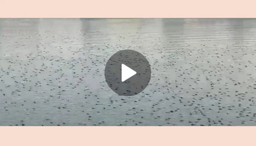 फार्णेवाडी परिसरात कृष्णा नदीपात्रात मृत माशांचा खच; प्रदूषित पाण्यामुळे हजारो जलचरांचा मृत्यू! पहा व्हिडिओ...