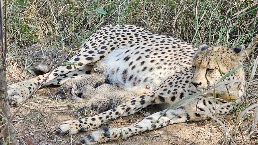 कुनोमध्ये ‘गामिनी’चा जल्लोष! तीन बछड्यांचा जन्म, भारतातील चित्त्यांची संख्या ३८ वर...