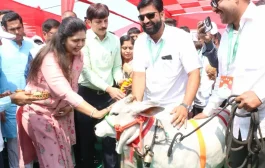 पशुपालनाला शेतीचा दर्जा; ५० टक्के अनुदानासह कृषी दराने मिळणार कर्ज!