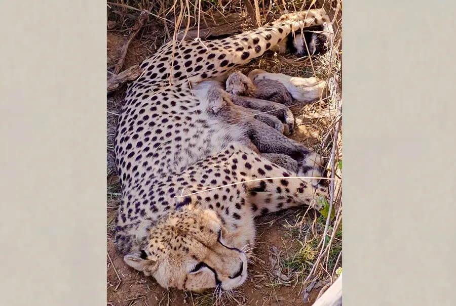 कुनो उद्यानात 'ज्वाला'ने दिला ५ बछड्यांना जन्म; भारतात चित्त्यांचे अर्धशतक पूर्ण