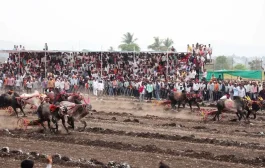 कासेगावच्या बैलगाडी शर्यत मैदानात 'सर्जा-रोमन'चा थरार! ५ लाखांचे बक्षीस अन् हेलिकॉप्टरची सफर; जयंत हिंदकेसरी किताबावर कोरले नाव