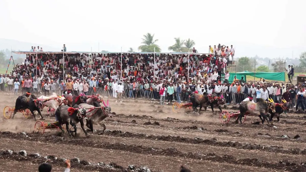 कासेगावच्या बैलगाडी शर्यत मैदानात 'सर्जा-रोमन'चा थरार! ५ लाखांचे बक्षीस अन् हेलिकॉप्टरची सफर; जयंत हिंदकेसरी किताबावर कोरले नाव