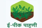 रब्बी हंगामातील सहायक स्तरावरील ई-पीक पाहणी नोंदणीस ३१ मार्चपर्यंत मुदतवाढ