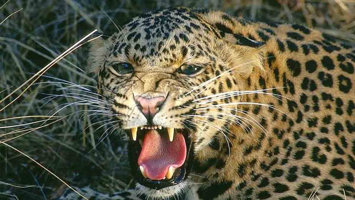 ईश्वरपूर-बहे रस्त्यावर बिबट्याची दुचाकीवर झडप; मलकापूर (कराड) येथील युवक जखमी