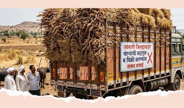 सांगली जिल्ह्याबाहेर चाऱ्याची वाहतूक, विक्री करण्यास मनाई