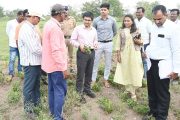 सांगलीतील दुष्काळी तालुक्यातील पिकांचे पंचनामे सुरू