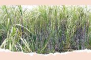 ऊस गाळप हंगाम १५ ऑक्टोबरपासून; परवाना प्राप्त कारखान्यांना त्यापूर्वीही गाळपाची मुभा