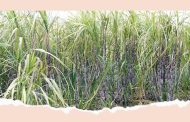ऊस गाळप हंगाम १५ ऑक्टोबरपासून; परवाना प्राप्त कारखान्यांना त्यापूर्वीही गाळपाची मुभा