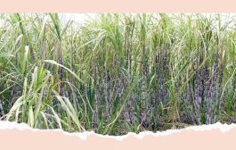 ऊस गाळप हंगाम १५ ऑक्टोबरपासून; परवाना प्राप्त कारखान्यांना त्यापूर्वीही गाळपाची मुभा