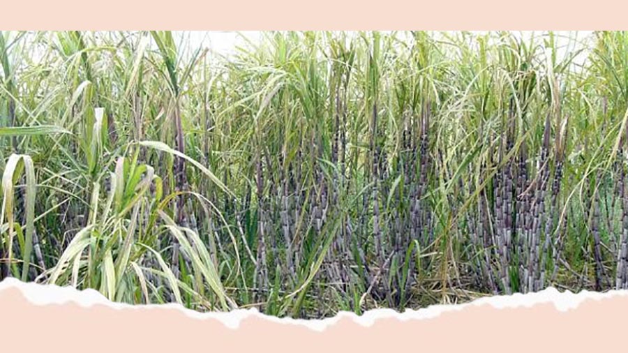 ऊस गाळप हंगाम १५ ऑक्टोबरपासून; परवाना प्राप्त कारखान्यांना त्यापूर्वीही गाळपाची मुभा